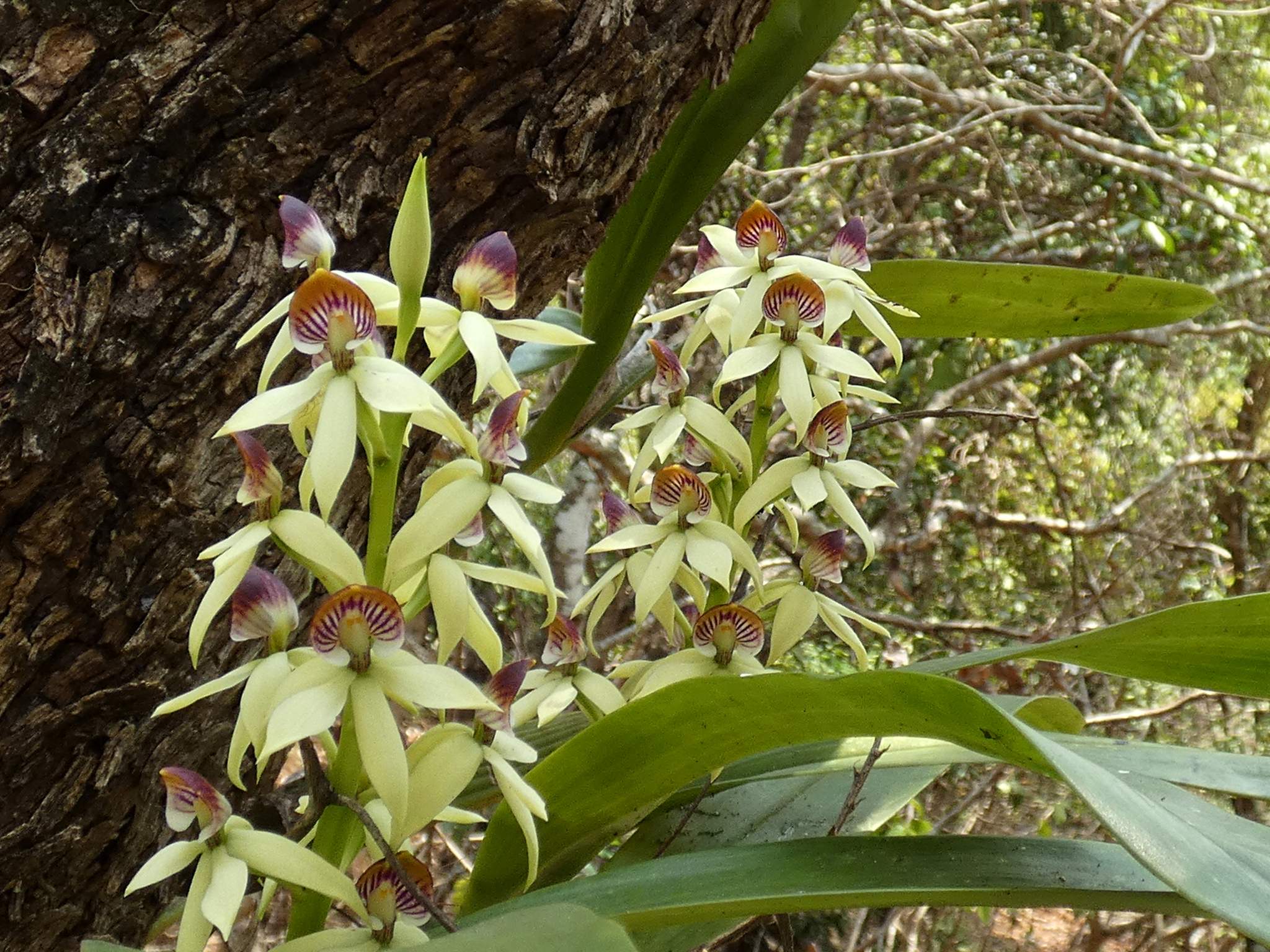 Prosthechea trulla